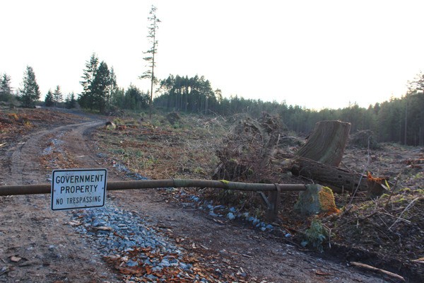 The city of Oak Harbor logged 40 acres it owns off Sleeper Road and is considering selling the land or leasing its mineral rights.