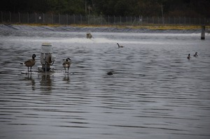 Geese hang out at the sewage treatment lagoons on the Navy’s Seaplane Base. Sewage from Oak Harbor and the base is currently treated at the facility.