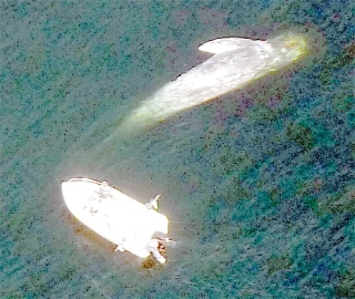 A 30-foot crab boat tried to tow a 40-foot whale ashore