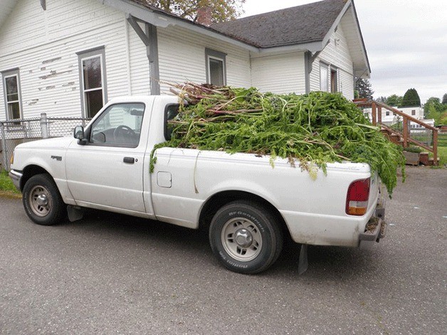 Island County residents volunteer to eradicate noxious weeds like poison hemlock. Truckloads are collected from throughout the island every summer.