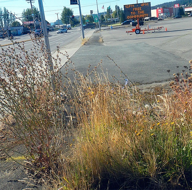 A few weeds grow in an empty lot in the middle of Oak Harbor. It used to be the site of a car lot