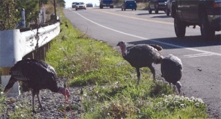 The Island County Sheriff’s Office received more than a dozen reports of wild turkeys on Highway 20