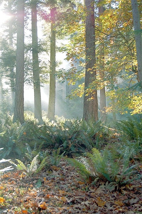 This is a view of Chamberlain Easement at Strawberry Point.