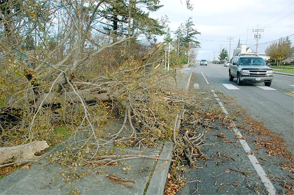 The remains of a tree blocks a North Main Street sidewalk in Coupeville Tuesday morning following  Monday evening’s windstorm. With gusts up to 61 mph