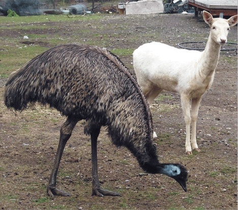 A lonely fallow deer is apparently smitten with an emu at North Whidbey resident Maria Kiefer-Wiese’s small farm. The odd relationship developed after the male deer ran off.