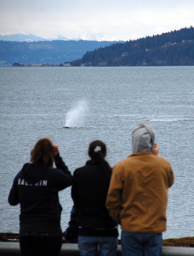 People watch as a gray whale known as Dubnuk comes up for air Sunday at the end of Penn Cove. The whale