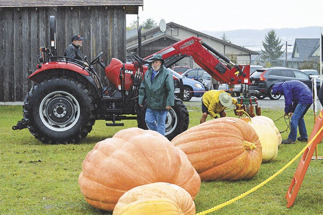 A tractor had to be used to move most of the giant pumpkin entries.