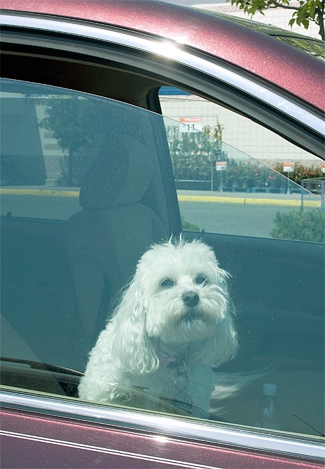 This mini-pooch loudly defends its territory while left alone in a parked car near the Oak Harbor Wal-Mart. Despite the recent rise in temperatures
