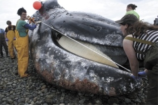 A dead gray whale is measured as part of a necropsy to determine the cause of death.