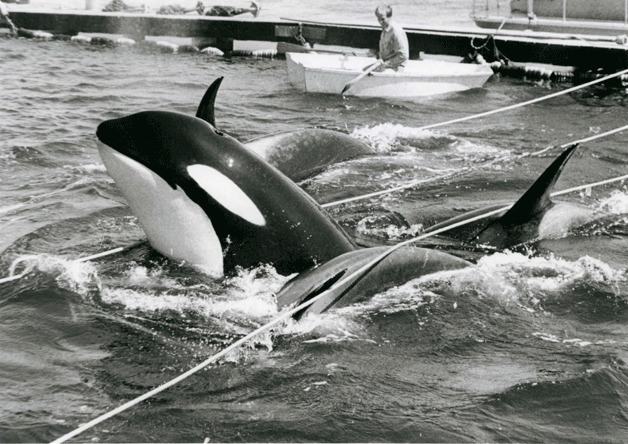 Orcas struggle for their freedom during the famous 1970 round up in Penn Cove. Whidbey’s Orca Network is suggesting one of two new 144-car ferries being built by the state be named after the event’s last remaining survivor