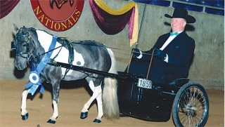 Pat McGinnis puts one of his award-winning miniature  horses through its paces at the National Show held in Tulsa