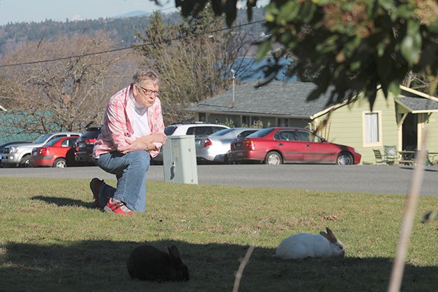 Fran Johnson scowls at a pair of bunnies in a Langley neighbor’s yard. The longtime resident was sorely miffed with rabbits for devastating her recently landscaped yard.