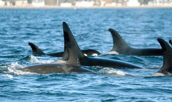 Orcas swim in Mutiny Bay in December of 2009 near the U.S. Navy’s Northwest Training Range Complex. The Navy is hoping to increase its activities in the area
