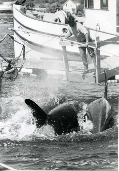 Orca whales are penned up in Penn Cove during a roundup in the early 1970s. The first orca capture in 1970 will be remembered Sunday