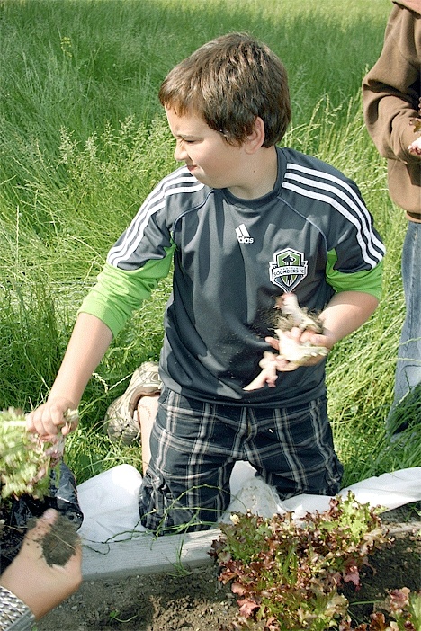 Coupeville Middle School eighth-grader Tim Quinn picks spinach from the garden bed located behind the school. Students have been growing vegetables for Gifts from the Heart Food Bank