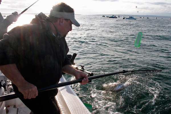 Jean Streitler nets a king salmon reeled in by Don Heggenes on Thursday near Port Townsend.