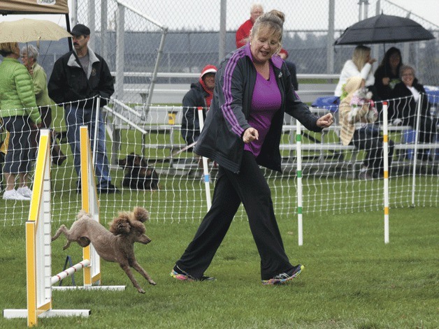Pam Rogge of Port Townsend guides her miniature poodle Jeeves in the “jumpers with weaves” class Sunday in Oak Harbor.