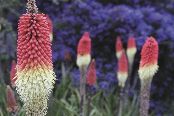 Red hot pokers are on full display in field off Highway 20 in Coupeville Monday