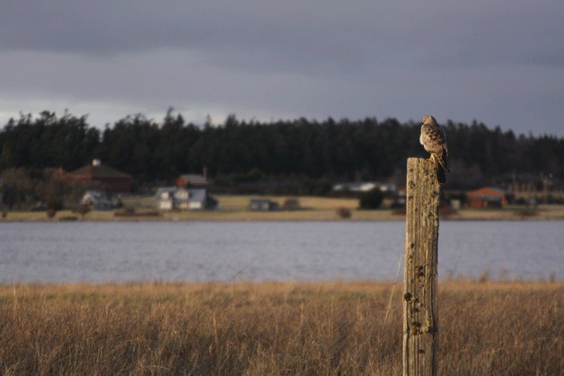 A Northern Harrier is perched on a pole this week near Crockett Lake.  The Audubon Christmas Bird Count that covers most of Coupeville and Oak Harbor takes place Saturday