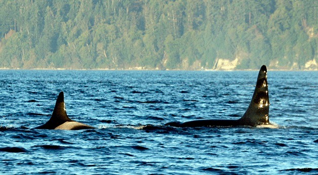 This photo was taken at Admiralty Inlet on Oct. 9