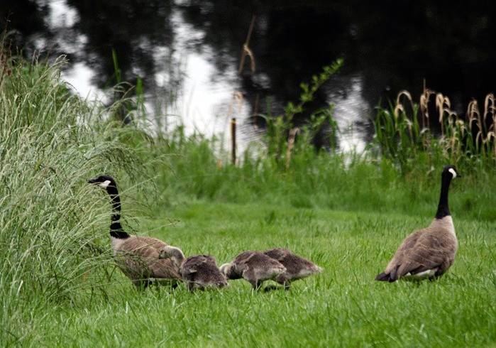 A pair of Canada geese and their three goslings are among those marked for death as they graze on a Honeymoon Lake lawn early Thursday morning. The killing has been approved by a federal agency
