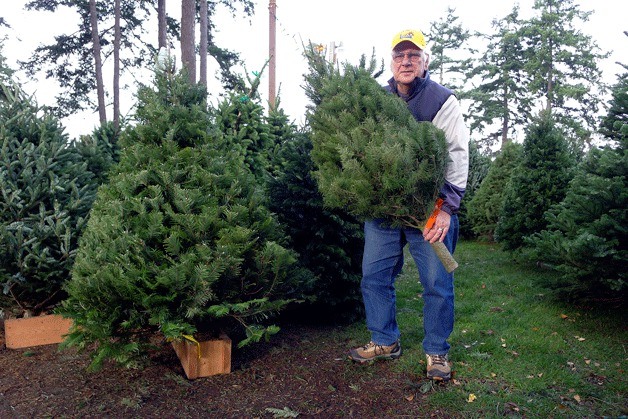 Oak Harbor Lions Club member Conrad Lokanis holds one of the Christmas trees being sold near the chamber of commerce. The organization is selling trees to raise money for Lions Club programs and local charities.