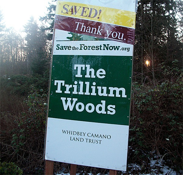 The afternoon sun peeks out of the Trillium Woods saved last year by a successful fundraising campaign by the Whidbey Camano Land Trust. In 2011