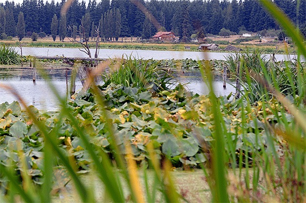 Protecting critical areas such as salmon bearing creeks and wetlands is the aim of the fish and wildlife regulations county commissioners adopted Monday. Farmers are concerned that the environmental requirements will be overly costly.