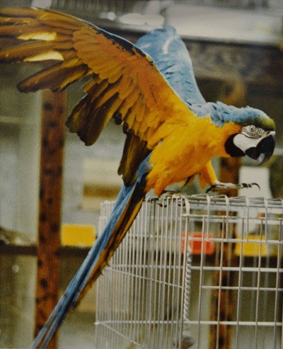 Reno was a 33-year-old macaw parrot. She loved interacting with the customers at Island Pet Center in Oak Harbor.