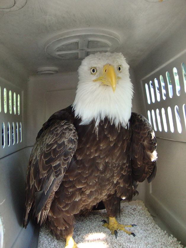 Freeland residents rescue eagle | Whidbey News-Times