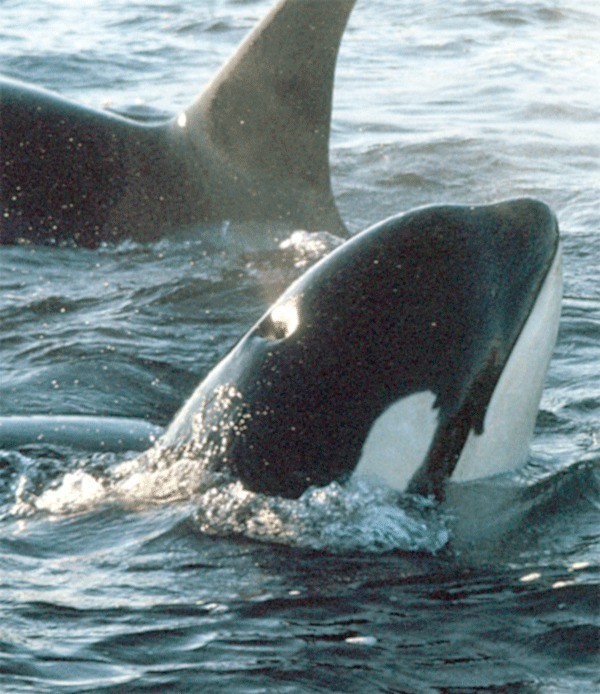 photo by Dr. Terrell Newby / Courtesy of Orca Network Lolita is shown “spyhopping