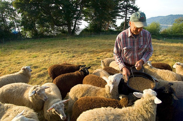 Sheep at Glendale Shepherd flock surround property owner Stan Swanson during feeding time. Glendale Shepherd