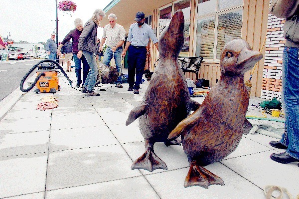South Whidbey artist Georgia Gerber (front left) and Oak Harbor Senior Planner Cac Kamak (front right) work with others to set the third duck in Gerber’s “Stumbly Ducklings” piece in downtown Oak Harbor Tuesday morning.