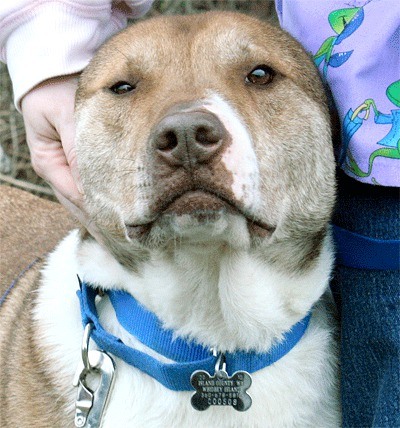 A dog named Nym at the Oak Harbor WAIF shelter sports a dog license.
