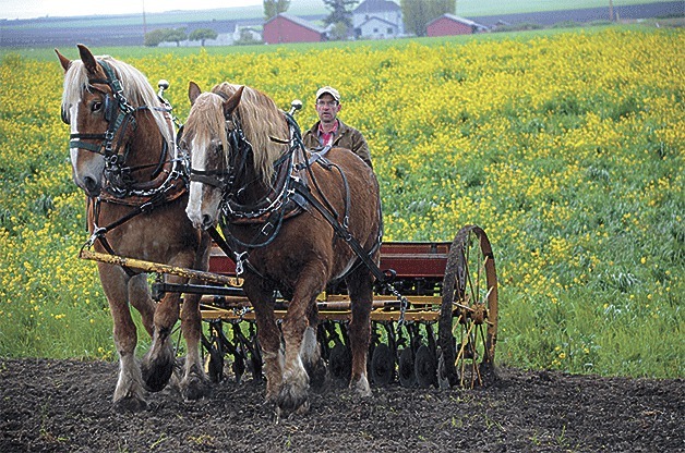 Greg Lange and his team of draft horses will show how to plow a field with horsepower at the Loganberry Festival in Greenbank.