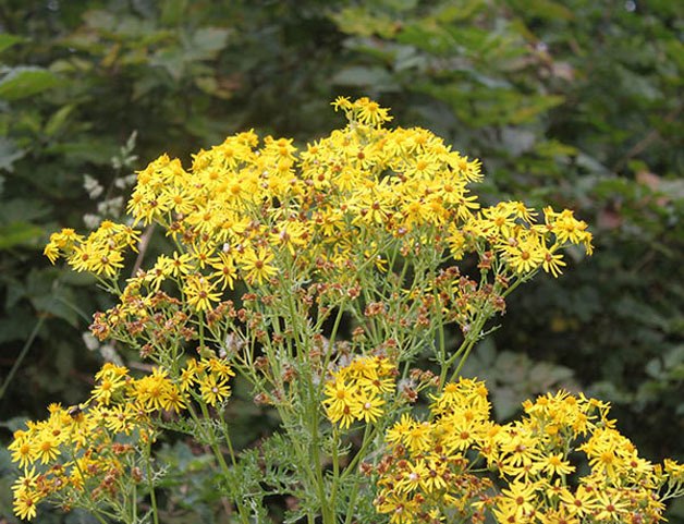 Tansy ragwort is poisonous to livestock.