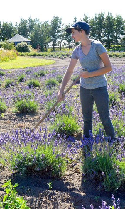 Sydney Buffington works in the fields at Lavender Wind Farm in preparation for the business’ annual festival