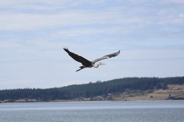 A great blue heron flies along the shoreline of the Coupeville waterfront.