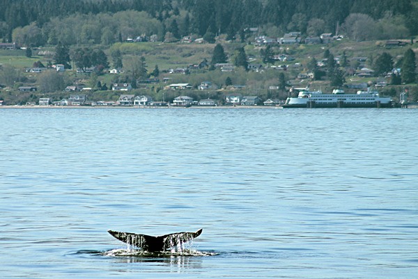 A gray whale takes a dive as eager whale-watchers look on.