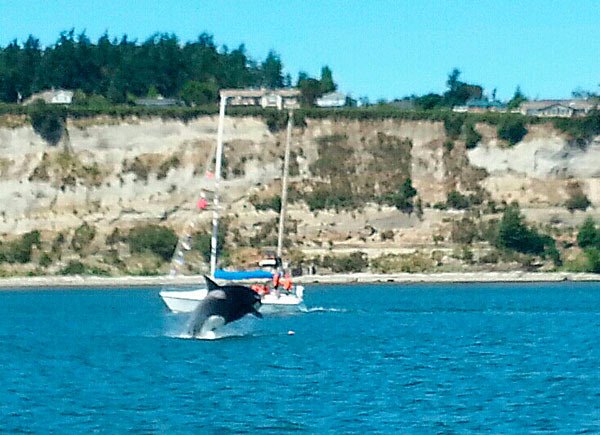 An orca breaches before the crew of the Imazadi Monday.