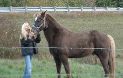 A horse named Rebel is lost in the Kettles Trail near Coupeville.