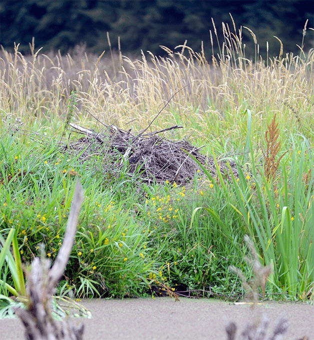 A beaver lodge sits at the southern edge of Miller Lake