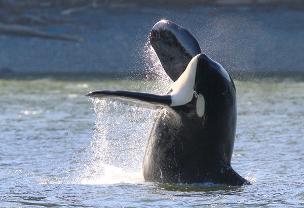 A Southern Resident orca whale rises out of the water in Holmes Harbor in Freeland Sunday