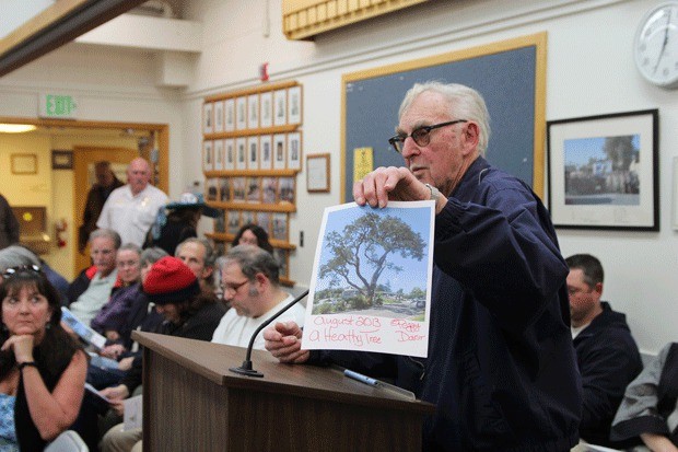 Lifelong Whidbey Island resident Earle Darst holds up a photo of the post office oak tree for the Oak Harbor City Council to see Tuesday night. He said the photo shows the tree was perfectly healthy.