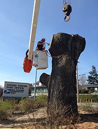 Photo by Janis Reid/Whidbey News-Times An Oak Harbor City staffer removes rope from around an ancient Garry oak removed Sunday from the corner of City Beach Street and Barrington Drive. The crew broke two sets of ropes attempting to the lift the stump in one piece.