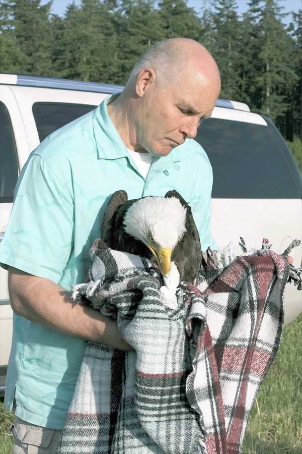 Dr. Anderson frees an eagle rehabilitated at his Oak Harbor clinic.