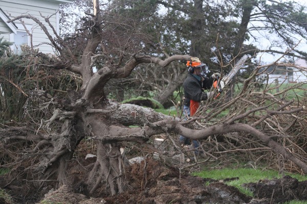 Vin Sherman of Coupeville cuts limbs off one of two downed trees Sunday