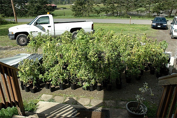Oak Harbor police and an NCIS agent seize more than 200 marijuana plants from home on North Whidbey.