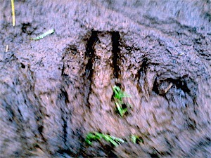 This fuzzy photo of a mysterious footprint was taken near the body of a cow that died in the Maxwelton area Feb. 22. The skin from half its face had been removed.