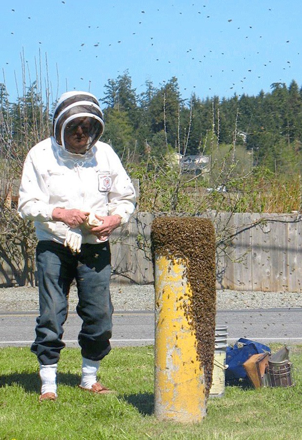 Keith Turner from Whidbey Island Bee Keepers collects a swarm of bees that took refuge on a post and fire hydrant outside the Coupeville School District office.
